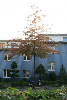 <p><strong>Grünordnungsplan zur Wohnbebauung Am Zimmermanns Wäldchen in Schwerte</strong></p><p>Pflanzfläche vor dem Haus</p>